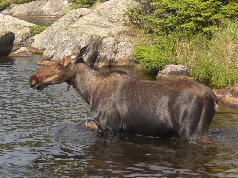 Cow moose wading near shore.