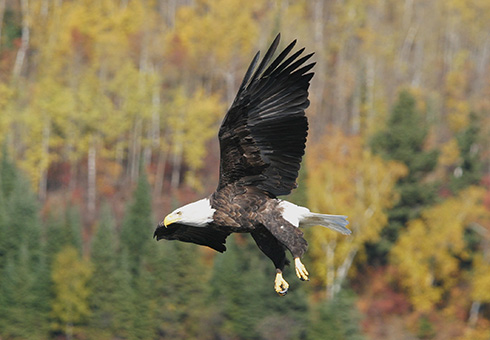 Bald eagle in flight.