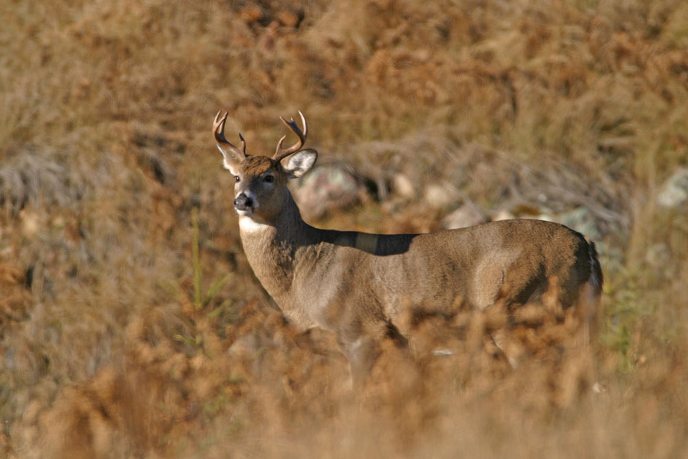 A buck whitetail deer in a field.