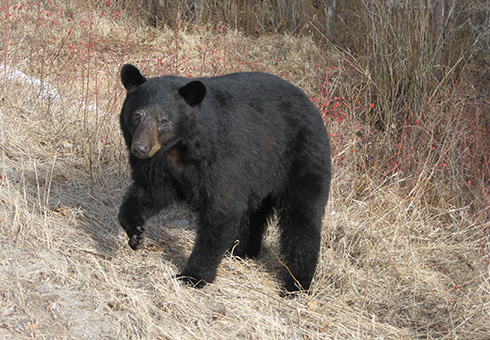 Large black bear on a hill.