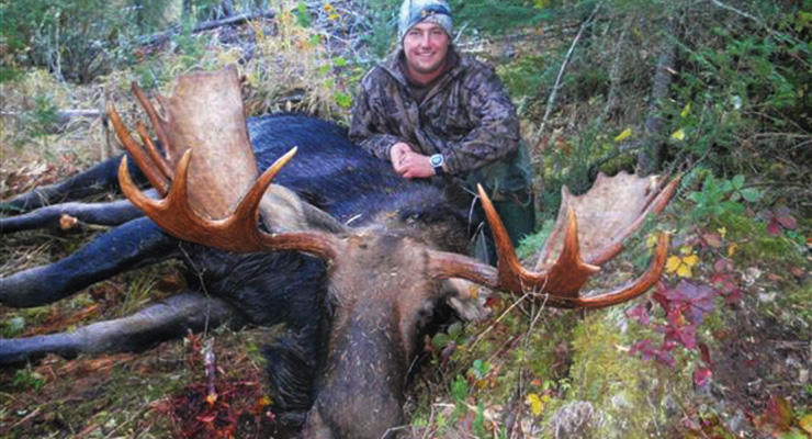 Large bull moose down with hunter.