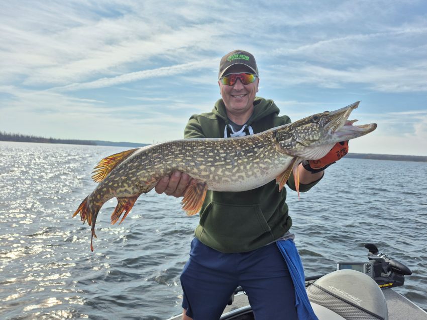 Man holding a big fish and it looks like its sticking its tongue out while the man is in a boat on a lake with blue skies.